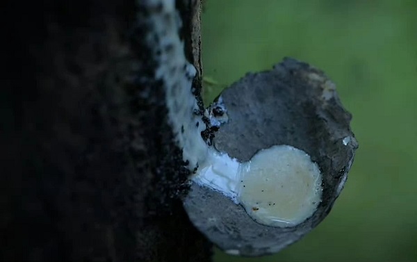 從李子柒到凹凸傳奇，探尋非遺生漆工藝的不朽魅力！